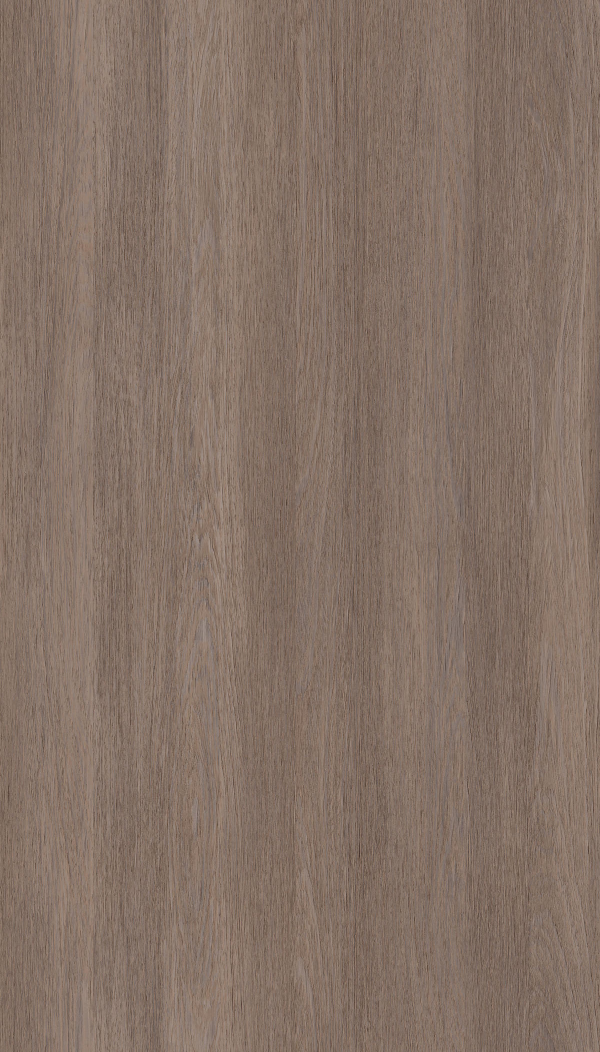 Silver Rovere