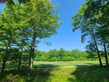 20 Fern Loop