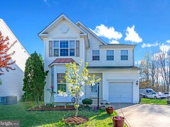 3033 Sassafras Tree