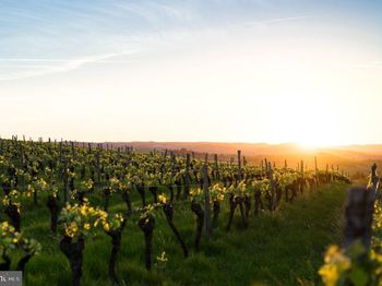 4500 Winery