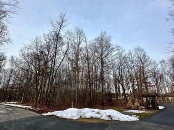 65 White Oak