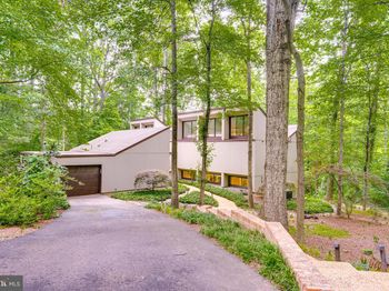 11405 Purple Beech