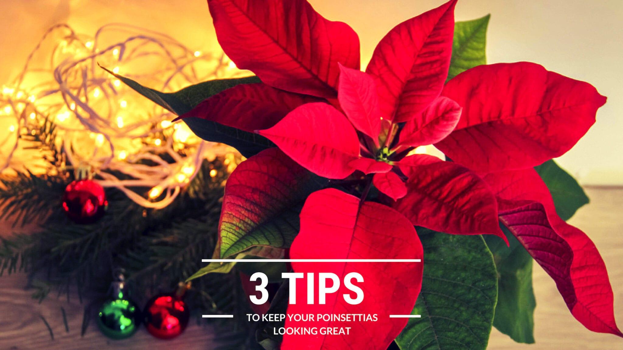 TUESDAY TIPS! TO KEEP YOUR POINSETTIAS LOOKING GREAT