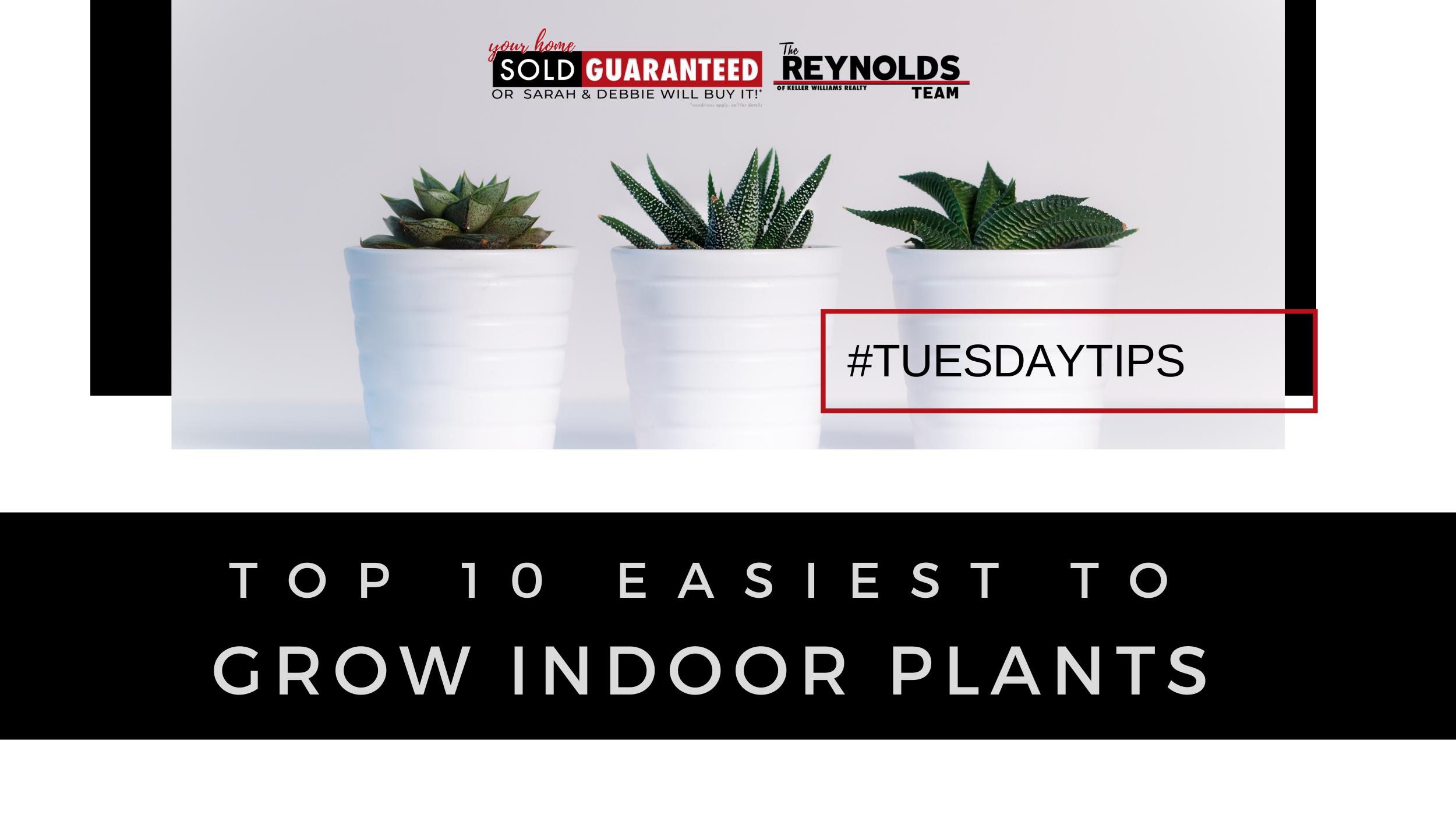 Top 10 Easiest to Grow Indoor Plants