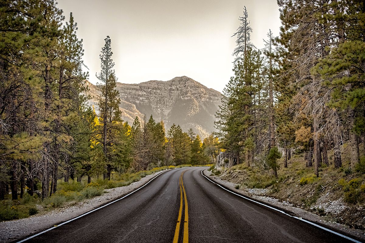 Discover Mt. Charleston