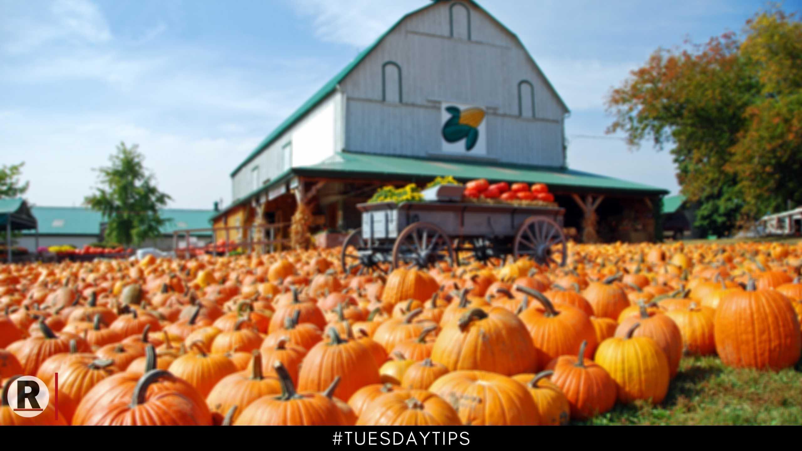 Tuesday Tips: 5 Best Spots For Pumpkin Picking in DC Metro Area