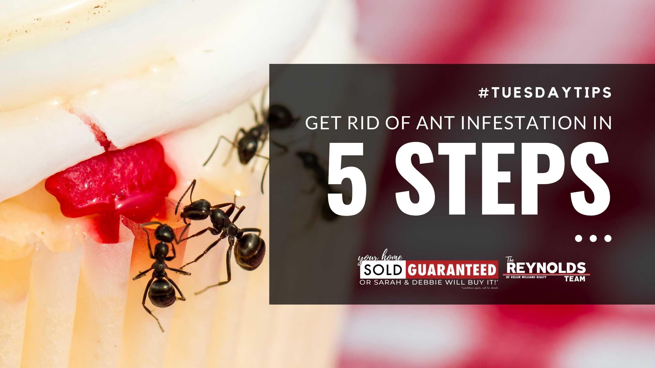 TUESDAY TIPS: Get Rid of Ant Infestation in 5 Steps