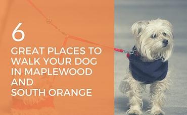 6 Great Places to Walk Your Dog in Maplewood and South Orange