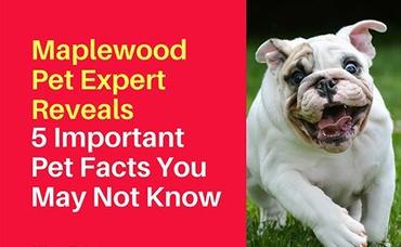 Maplewood Pet Expert Reveals 5 Important Pet Facts You May Not Know