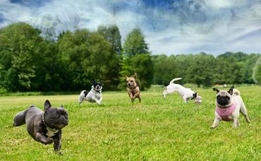 Glencarlyn Dog-Park is a Pet’s Paradise