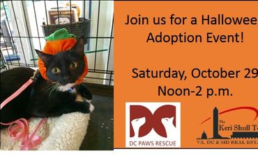 Join Us for Our Halloween Pet Adoption Event