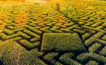 Get Lost in Fun: Top Corn Mazes in Northern Virginia