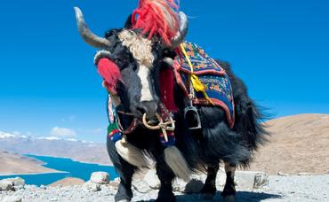 A Taste of Nepal at the Himalayan Wild Yak Restaurant in Ashburn, Virginia