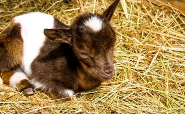 Cuddles and Kids: Snugglemania with Baby Goats at Georges Mill Farm