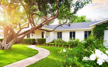 Buying a Home With Big Trees