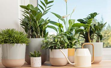 Styling Your Houseplants