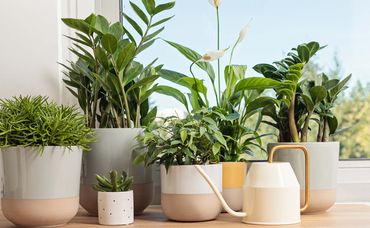 Styling Your Houseplants