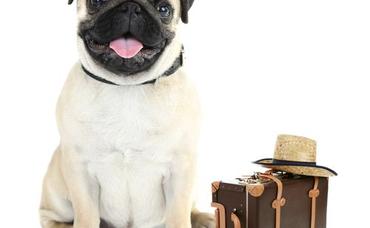 10 Tips For Moving With Pets