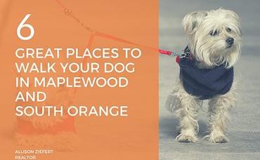 6 Great Places to Walk Your Dog in Maplewood and South Orange