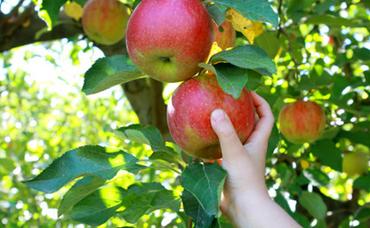 It’s Apple Picking Season!