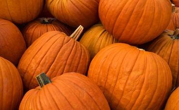 Halloween Happenings in Maplewood, South Orange, Millburn/Short Hills Area