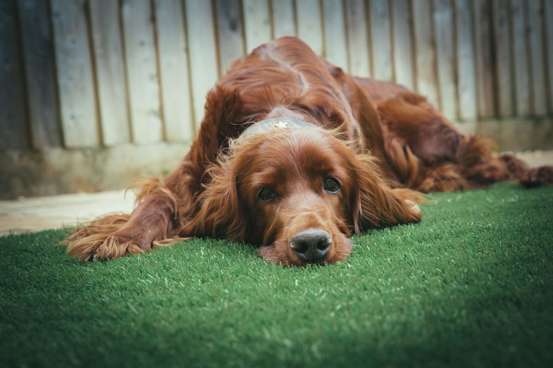 How To Have a Dog-Friendly Yard