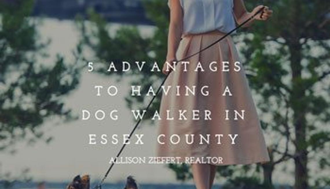 5 Advantages to Having a Dog Walker In Essex County