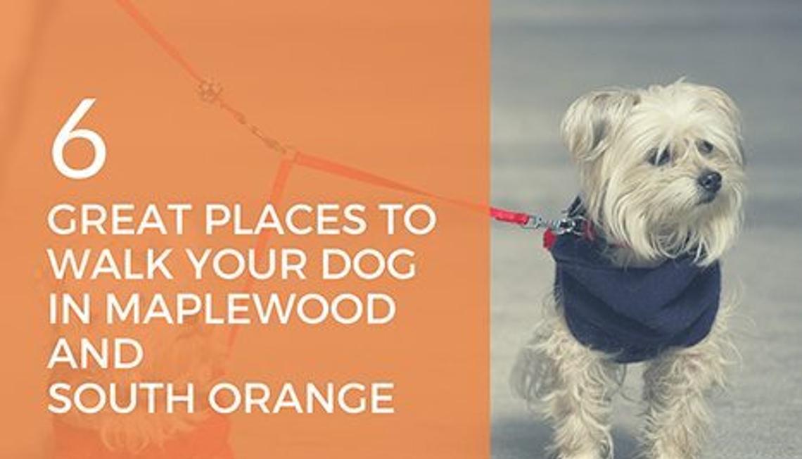 6 Great Places to Walk Your Dog in Maplewood and South Orange