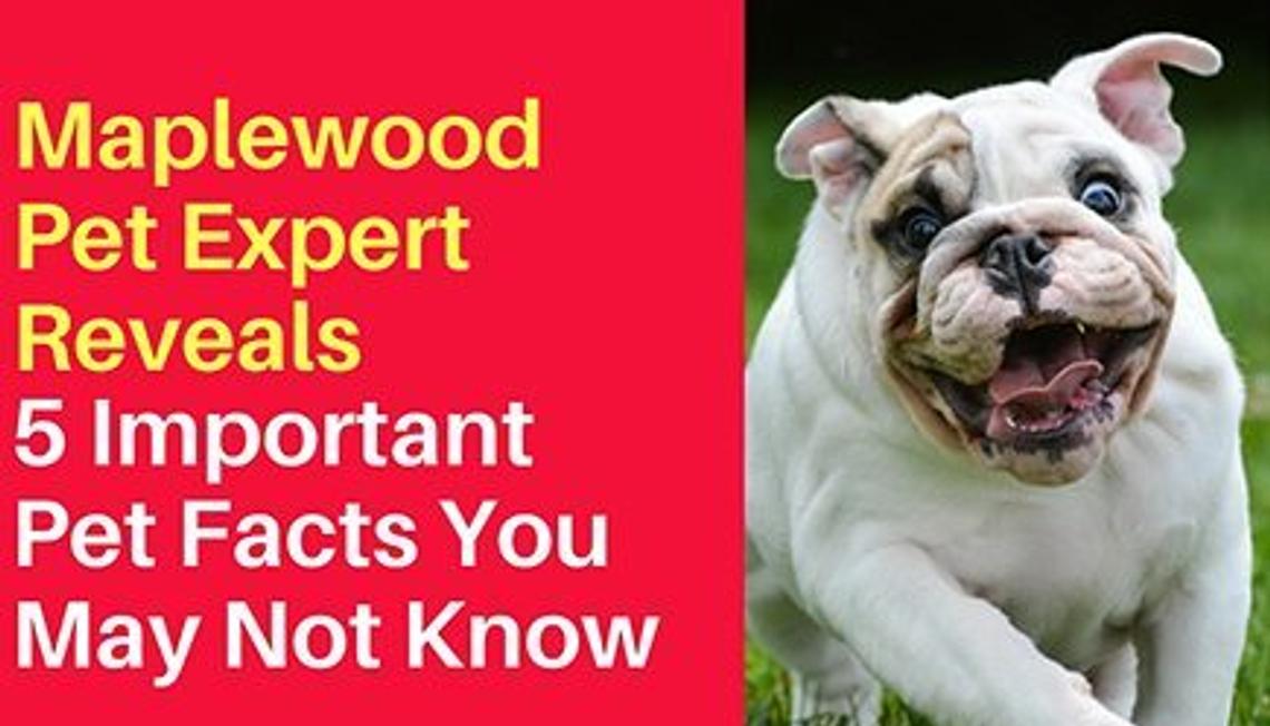 Maplewood Pet Expert Reveals 5 Important Pet Facts You May Not Know