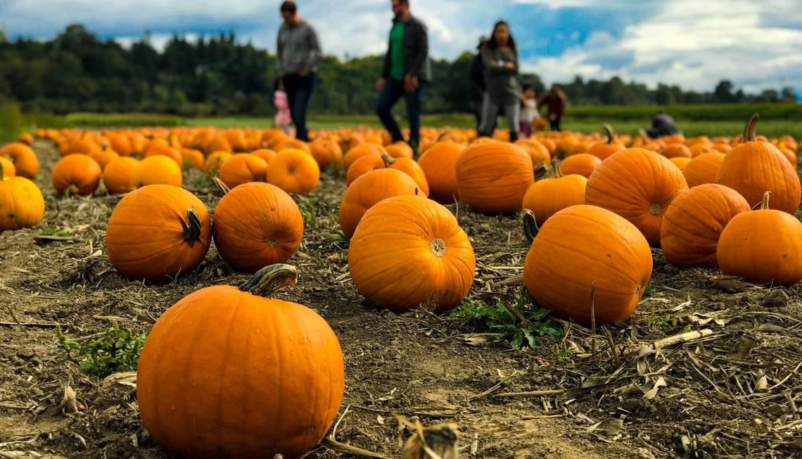 Leaves and Pumpkins in Seattle