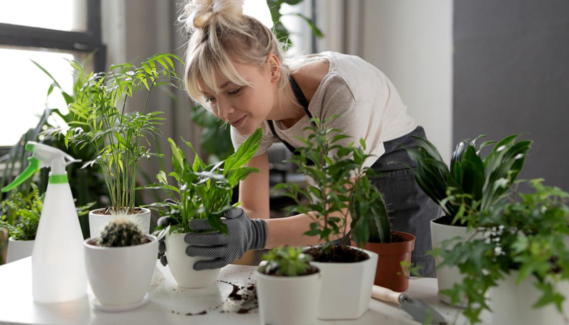 Start an Indoor Garden