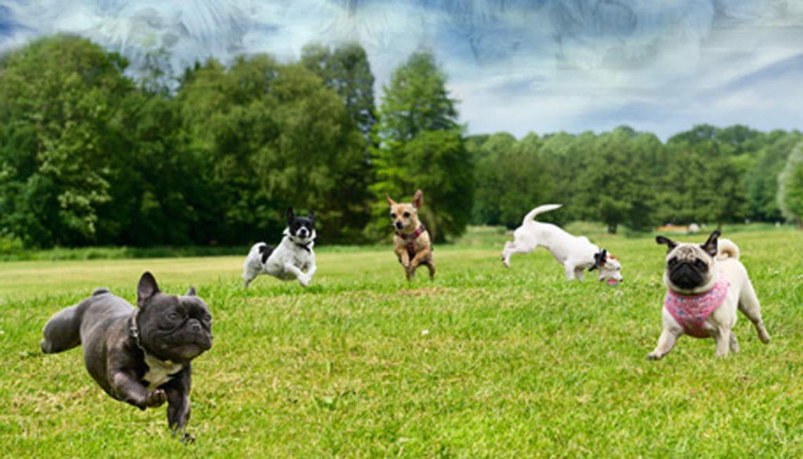 Glencarlyn Dog-Park is a Pet’s Paradise