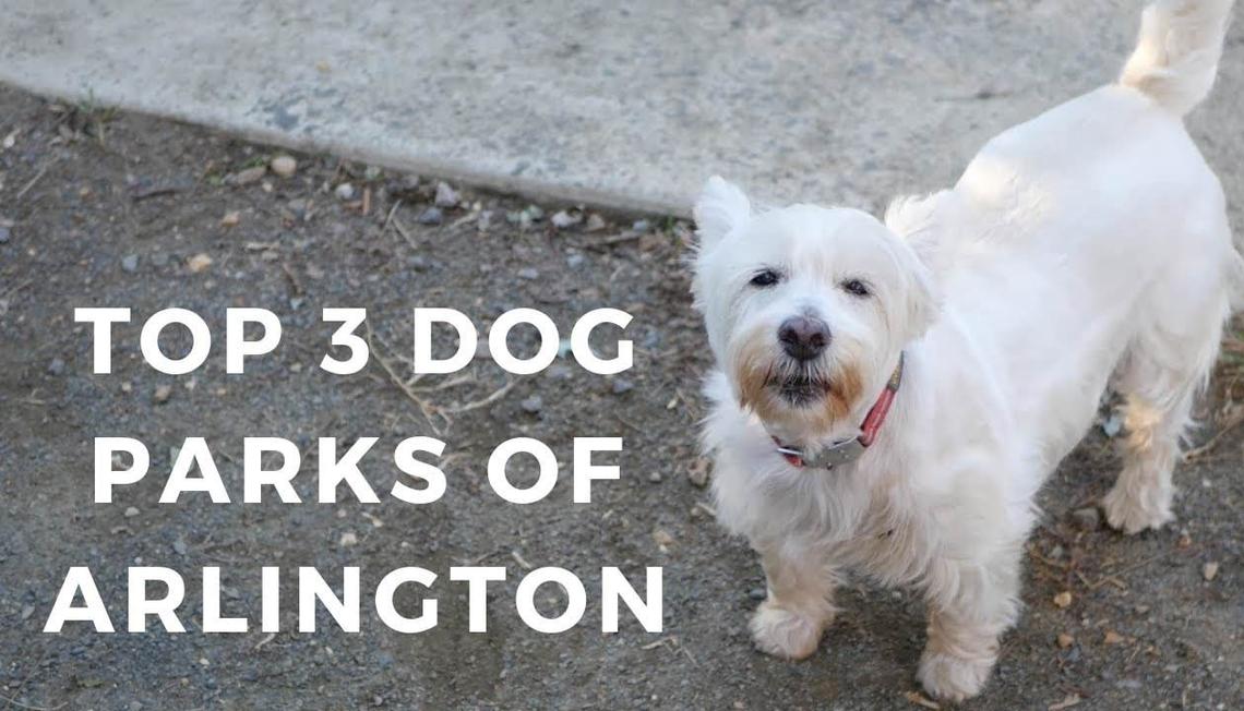 The Top 3 Dog Parks in Arlington