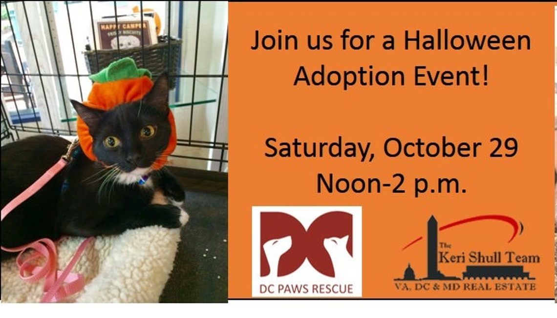 Join Us for Our Halloween Pet Adoption Event