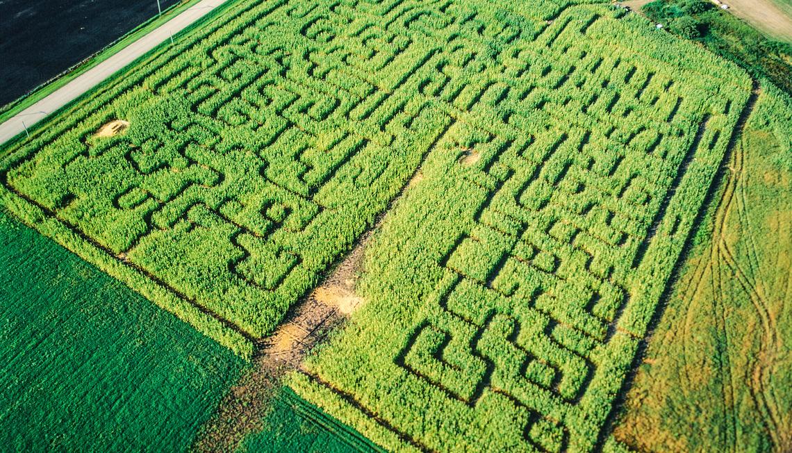 Get Lost In These Incredible Corn Mazes In NoVa