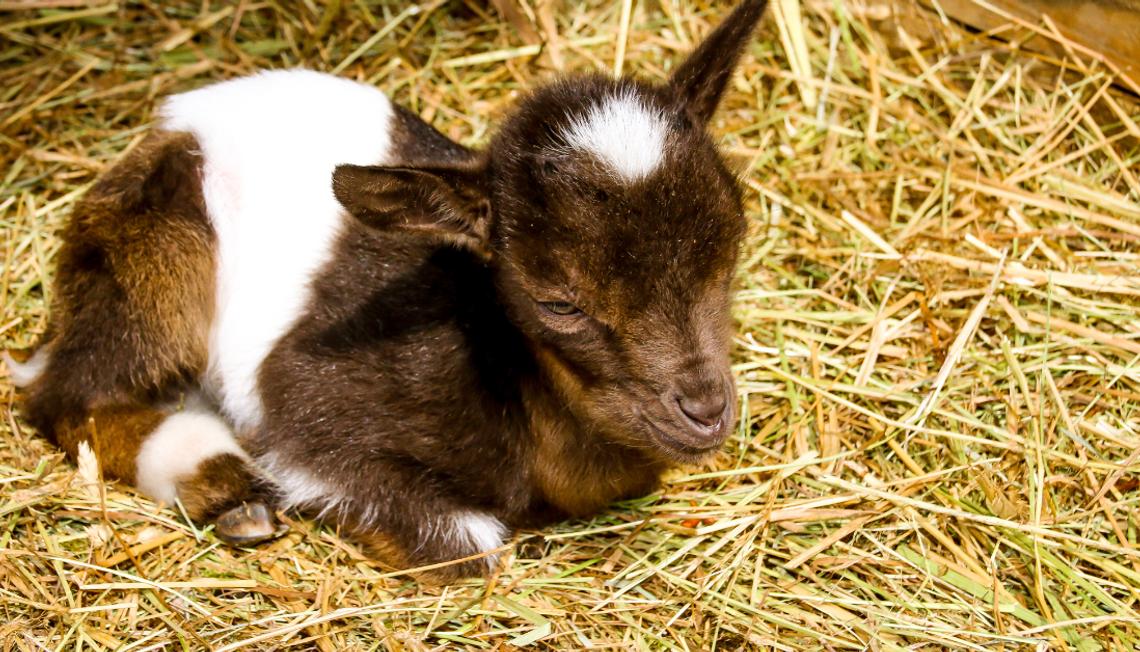 Cuddles and Kids: Snugglemania with Baby Goats at Georges Mill Farm