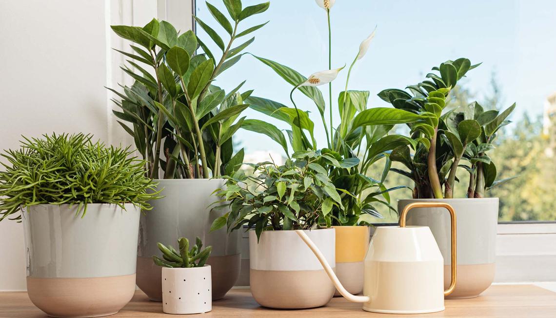 Styling Your Houseplants