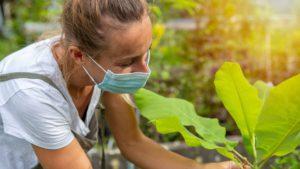 Starting a Coronavirus Victory Garden