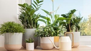 Styling Your Houseplants