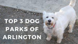 The Top 3 Dog Parks in Arlington