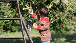 5 Top Apple Picking Locations Around Loudoun County, Virginia