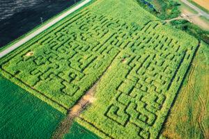 Get Lost In These Incredible Corn Mazes In NoVa