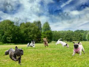 Glencarlyn Dog-Park is a Pet’s Paradise
