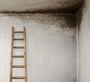 How to Recognize Mold Problems