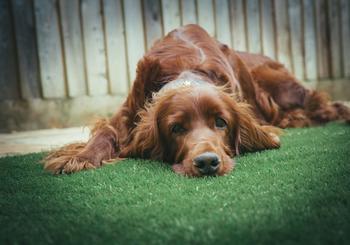 Cómo tener un patio apto para perros