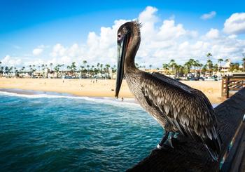 Erkundung der Pelican Point Nachbarschaft