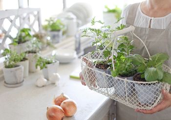 Growing an Indoor Garden