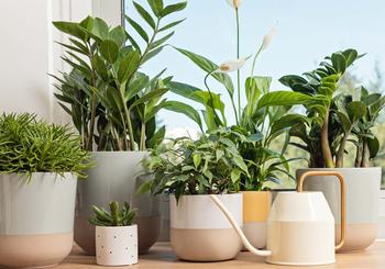 Styling Your Houseplants