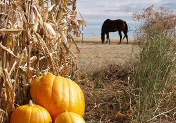 Fallbrook and Bonsall Home to Small Town Halloween Fun and Horses