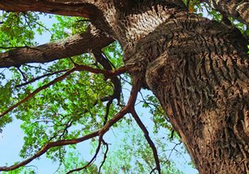 Buying a Home With Big Trees